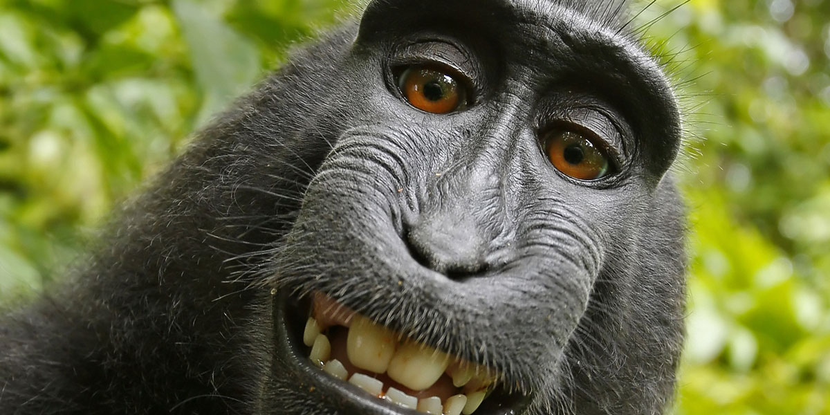 Public Domain monkey