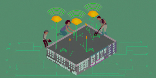 People tend to a community garden of wifi poppies